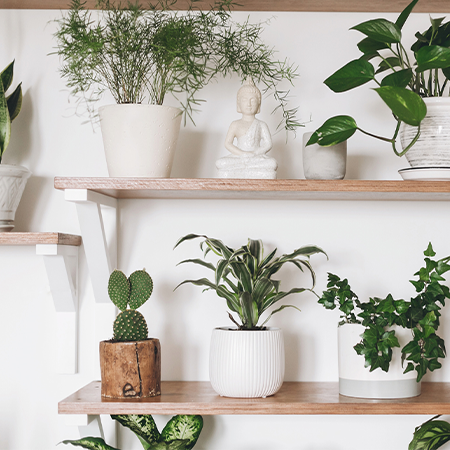 Shelves with plants on
